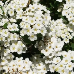 Spiraea Vanhouttei - Herkules Hæk - Højde: 140-160 Cm. - Spiræa