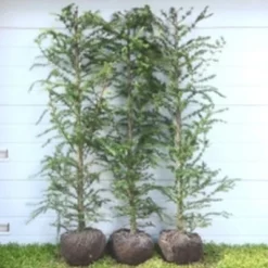 Larix Kaempferi - Færdighæk - Højde: 180 Cm. - Lærk