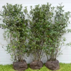 Aronia Melanocarpa - Færdighæk - Højde: 125 Cm. - Surbær