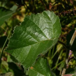 Betula  pubescens - Dunbirk - Salgshøjde: 60-100 Cm.   (Barrodet Bundt M/10 Stk)