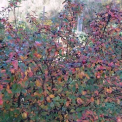 Cotoneaster Lucidus ( Glansdværgmispel) Salgsh: 30-50 Cm.  (Barrodet Bundt M/10 Stk)