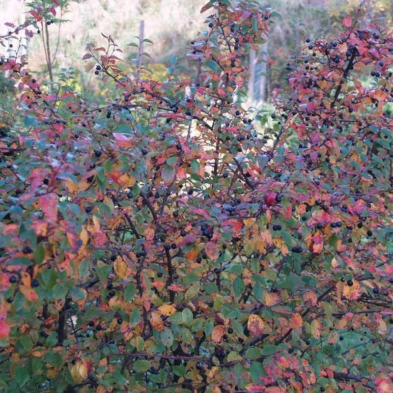 Cotoneaster Lucidus ( Glansdværgmispel) Salgsh: 30-50 Cm. (Barrodet Bundt M/10 Stk)