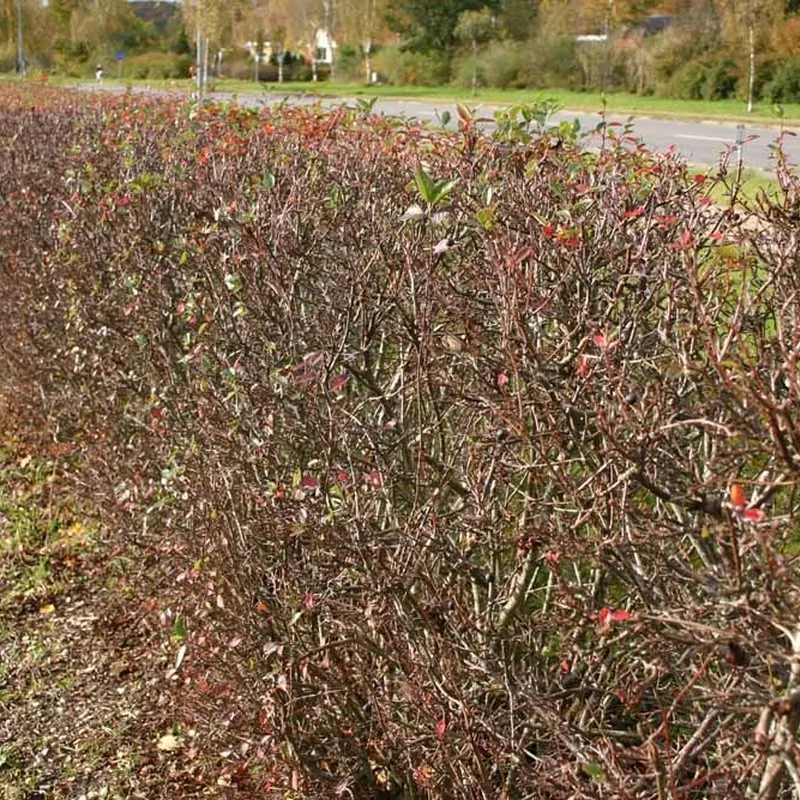 Cotoneaster Lucidus (Glans Dværgmispel) Salgsh: 50-80 Cm. (Barrodet Bundt M/10 Stk) - Image 2