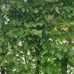 Carpinus Betulus ( Avnbøg) Salgsh.: 40-60 Cm.  (Barrodet Bundt M/10 Stk)