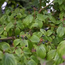 Cornus Alba (Hvid Kornel) Salgshøjde: 30-50 Cm.  (Barrodet Bundt M/10 Stk)