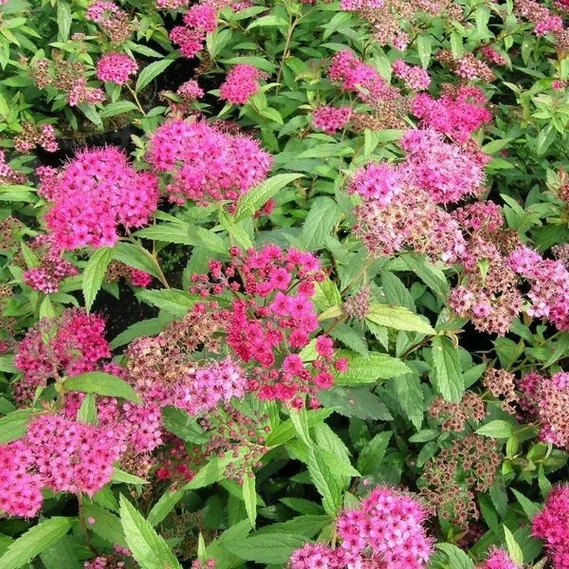 Spiraea Bumalda 'Anthony Waterer' (Spiræa) Salgsh.: 20-40 Cm. ( (Barrodet Bundt M/10 Stk)