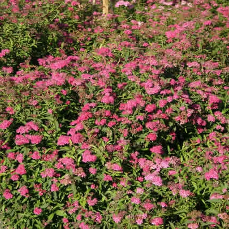 Spiraea Bumalda 'Anthony Waterer' (Spiræa) Salgsh.: 20-40 Cm. ( (Barrodet Bundt M/10 Stk) - Image 2