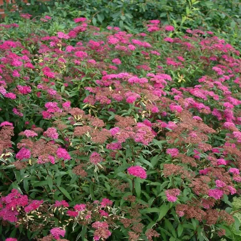 Spiraea Bumalda 'Anthony Waterer' (Spiræa) Salgsh.: 20-40 Cm. ( (Barrodet Bundt M/10 Stk) - Image 3