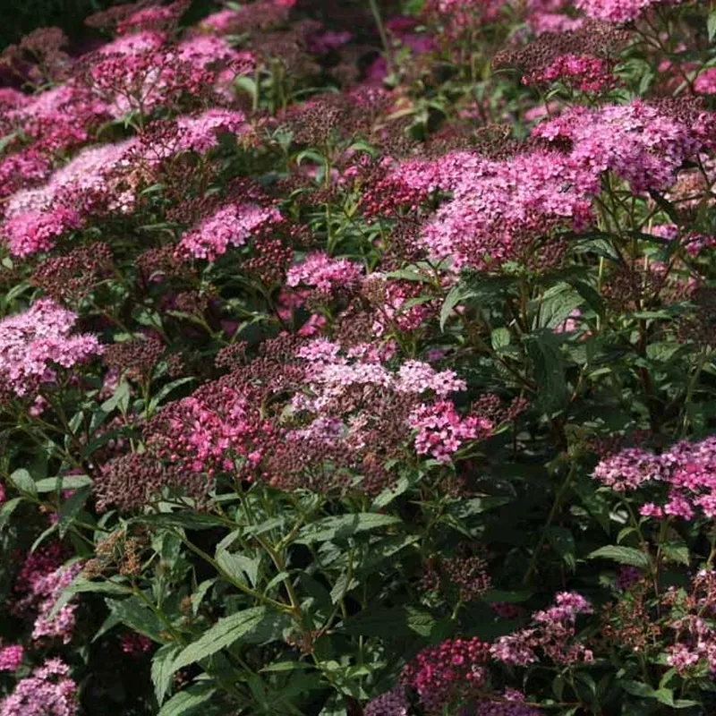 Spiraea Bumalda 'Anthony Waterer' (Spiræa) Salgsh.: 20-40 Cm. ( (Barrodet Bundt M/10 Stk) - Image 4