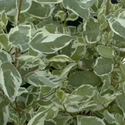 Cornus Alba 'Elegantissima' (Hvid Kornel) Salgsh: 30-50 Cm. (Barrodet Bundt M/10 Stk)