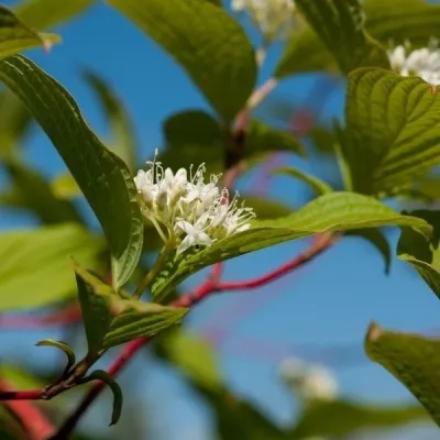 Cornus Alba 'Sibirica' (Rødgrenet Kornel) Salgsh.: 50-80 Cm. (Barrodet Bundt M/10 Stk)