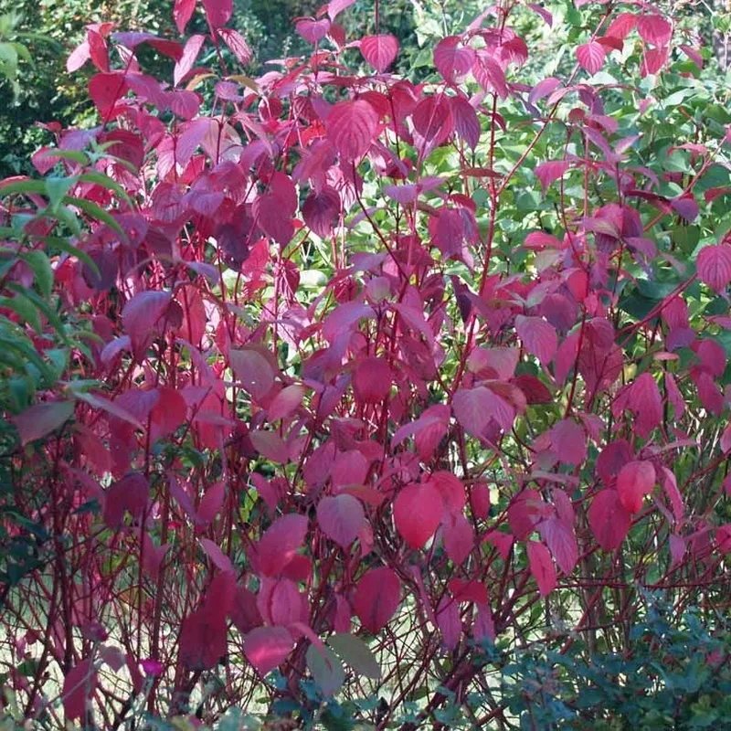 Cornus Alba 'Sibirica' (Rødgrenet Kornel) Salgsh.: 50-80 Cm. (Barrodet Bundt M/10 Stk) - Image 2