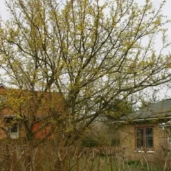 Cornus Mas ( Kirsebærkornel) Salgshøjde: 30-50 Cm. (Barrodet Bundt M/10 Stk)