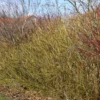 Cornus Sericea 'Flaviramea' (Pilekornel) Salgsh: 50-80 Cm.  (Barrodet Bundt M/10 Stk)