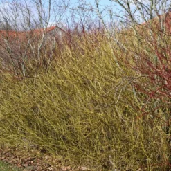 Cornus Sericea 'Flaviramea' (Pilekornel) Salgsh: 50-80 Cm.  (Barrodet Bundt M/10 Stk)