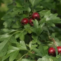 Crataegus Monogyna (Hvidtjørn) Salgsh.: 60-100 Cm.  (Barrodet Bundt M/10 Stk)