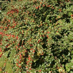 Cotoneaster Dielsianus (Kinesisk Dværgmispel) Salgsh: 30-50 Cm. (Barrodet Bundt M/10 Stk)