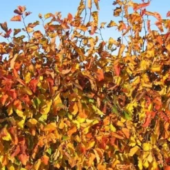 Crataegus Intricata (Skarlagen Hvidtjørn) Salgsh: 40-60 Cm. (Barrodet Bundt M/10 Stk)