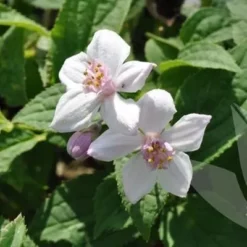 Deutzia 'Mont Rose' (Stjernetop) Salgsh.: 50-80 Cm.  (Barrodet Bundt M/10 Stk)