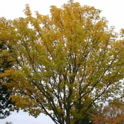 Acer Platanoides (Spidsløn) Salgshøjde: 40-60  cm.  (Barrodet Bundt M/10 Stk)