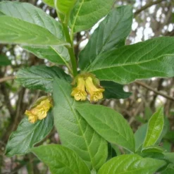 Lonicera Ledebourii 'Lebo' (Californisk Gedeblad) Salgsh.: 30-50 Cm. (Barrodet Bundt M/10 Stk)
