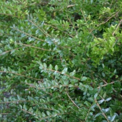 Lonicera Nitida 'Elegant' (Myrtegedeblad) Salgsh.: 15-30 Cm.  (Barrodet Bundt M/10 Stk)