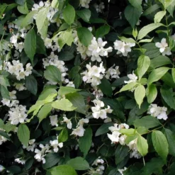 Philadelphus Coronarius (Uægte Jasmin) Salgsh: 30-50 Cm  (Barrodet Bundt M/10 Stk)