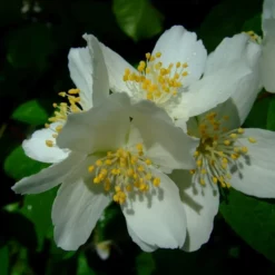 Philadelphus Lemoinei  'Avalanche' (Uægte Jasmin) Salgsh: 50-80 Cm  (Barrodet Bundt M/10 Stk)