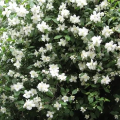 Philadelphus Polyanthus 'Mont Blanc' (Uægte Jasmin) Salgsh: 50-80 Cm - (Barrodet Bundt M/10 Stk)