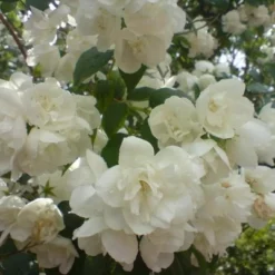 Philadelphus Virginalis (Uægte Jasmin) Salgsh: 50-80 Cm (Barrodet Bundt M/10 Stk)