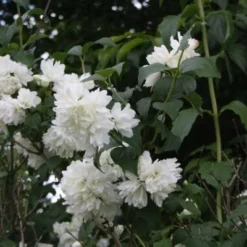 Philadelphus Vir. 'Schneesturm' (Uægte Jasmin) Salgsh: 50-80 Cm (Barrodet Bundt M/10 Stk)