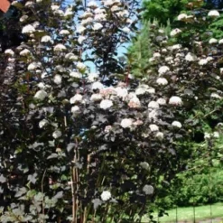 Physocarpus Opu. 'Diabolo' (Amerikansk Blærespiræa) Salgsh: 50-80 Cm.  (Barrodet Bundt M/10 Stk)