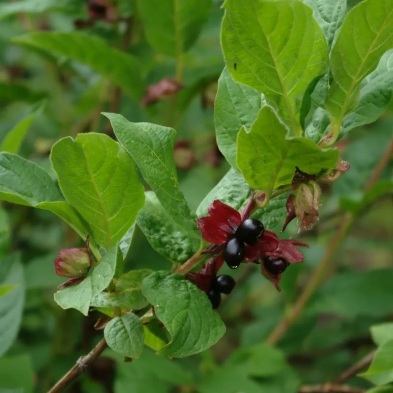 Lonicera Ledebourii 'Vian' (Californisk Gedeblad) Salgsh: 50-80 Cm. Â (Barrodet Bundt M/10 Stk)