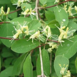 Lonicera Xylosteum (Dunet Gedeblad) Salgsh: 30-50 Cm. (Barrodet Bundt M/10 Stk)