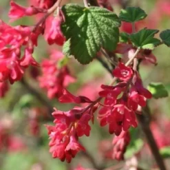 Ribes Sanguineum 'Koja' ( Blodribs) Salgsh.: 30-50 Cm. (Barrodet Bundt M/10 Stk)