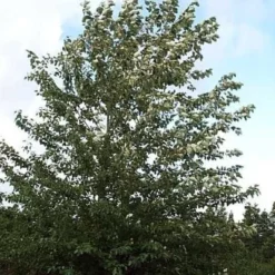 Populus Tri. 'OP 42' (Vestamerikansk Balsampoppel) Salgsh.: 60-100 Cm.  (Barrodet Bundt M/10 Stk)