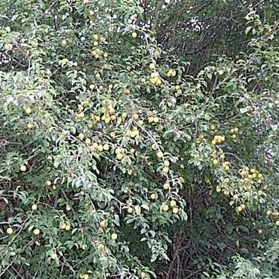 Prunus Cerasifera (Mirabelle) Salgsh.: 60-100 Cm. Â (Barrodet Bundt M/10 Stk)