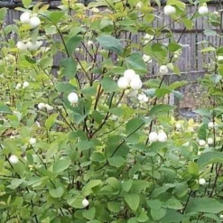 Symphoricarpos Albus (hvid Snebær) Salgsh: 30-50 Cm. (Barrodet Bundt M/10 Stk)
