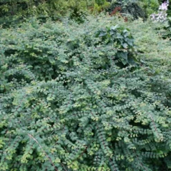 Symphoricarpos Chen. 'Hancock' (Rød Snebær) Salgsh.: 30-50 Cm. (Barrodet Bundt M/10 Stk)