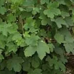 Acer Pseudoplatanus (Ahorn) Salgsh.: 60-100 Cm.   (Barrodet Bundt M/10 Stk)