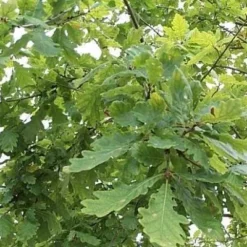 Quercus Robur (Stilkeg) Salgshøjde: 50-80 Cm. (Barrodet Bundt M/10 Stk)