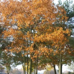 Quercus Rubra (Rødeg) Salgshøjde: 30-50 Cm. (Barrodet Bundt M/10 Stk)