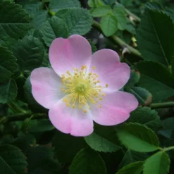 Rosa Canina (Hunderose) Salgshøjde: 30-80 Cm.   (Barrodet Bundt M/10 Stk)