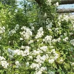Rosa Multiflora (Japansk Klatrerose) Salgsh.: 30-50 Cm.  (Barrodet Bundt M/10 Stk)