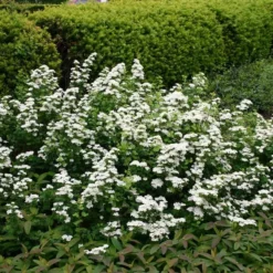 Spiraea Betulifolia 'Tor' - Salgshøjde: 30-50 Cm. - Birkebladet Spiræa