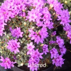 Rhododendron Anthopogon 'Lillerød' (Småblomstrende) - Salgshøjde: 30-35 Cm.