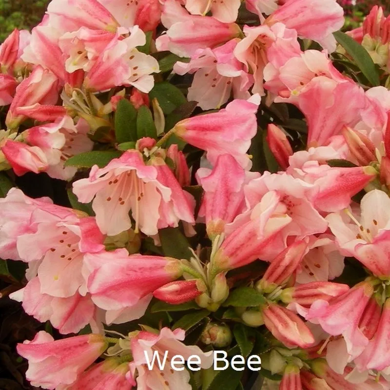 Rhododendron Keiskei 'Wee Bee' (Småblomstrende) - Salgshøjde: 20-30 Cm.