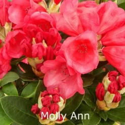 Rhododendron Williamsianum 'Molly Ann'  - Salgshøjde: 30-40 Cm.