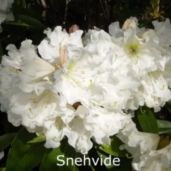 Rhododendron 'Snehvide' (Storblomstrende) - Salgshøjde: 30-40 Cm.