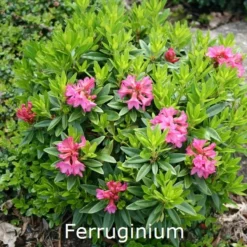 Rhododendron Ferruginium (Vildart) - Salgshøjde: 15-20 Cm.